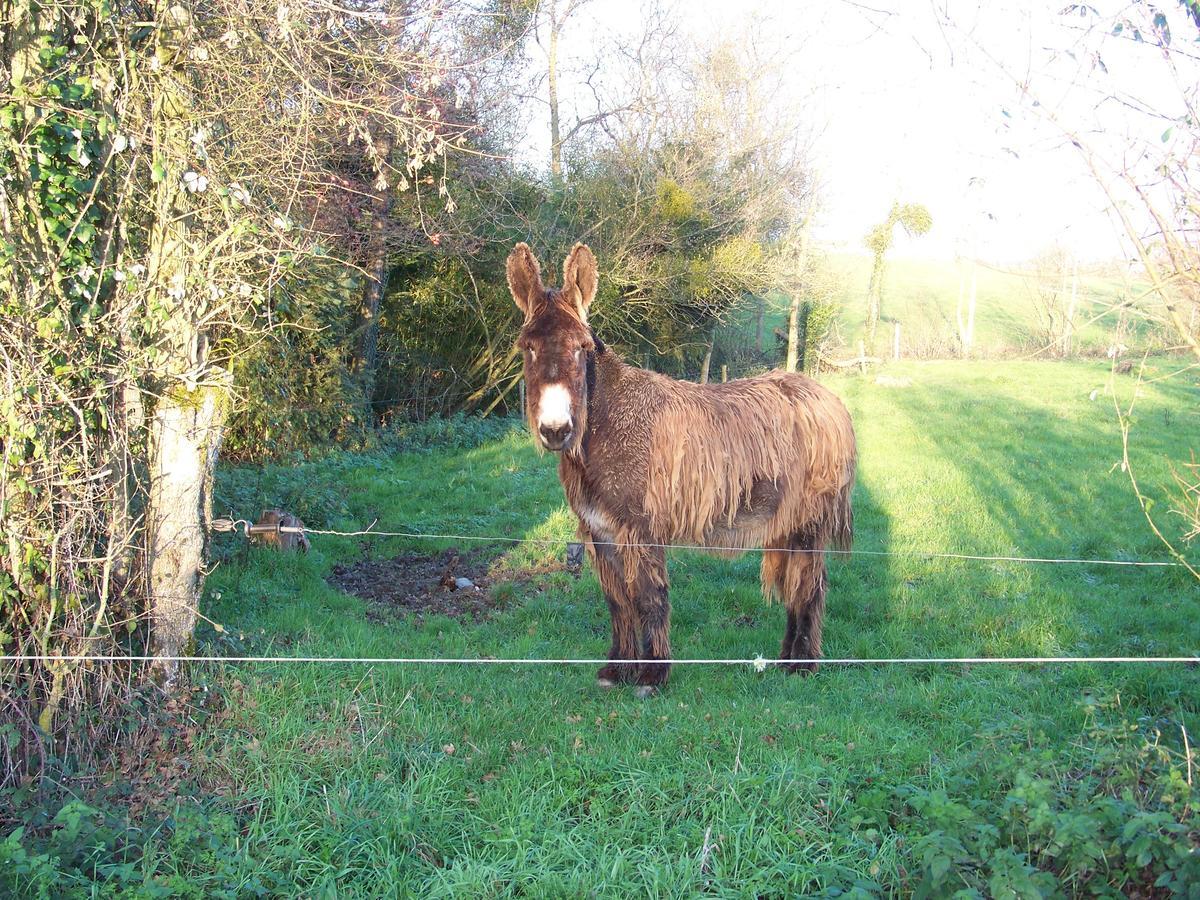 La Genoise Bed & Breakfast Tillieres Exterior foto